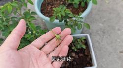 养花就是养叶子，叶子多了植物光合作用转化肥料的能力就强