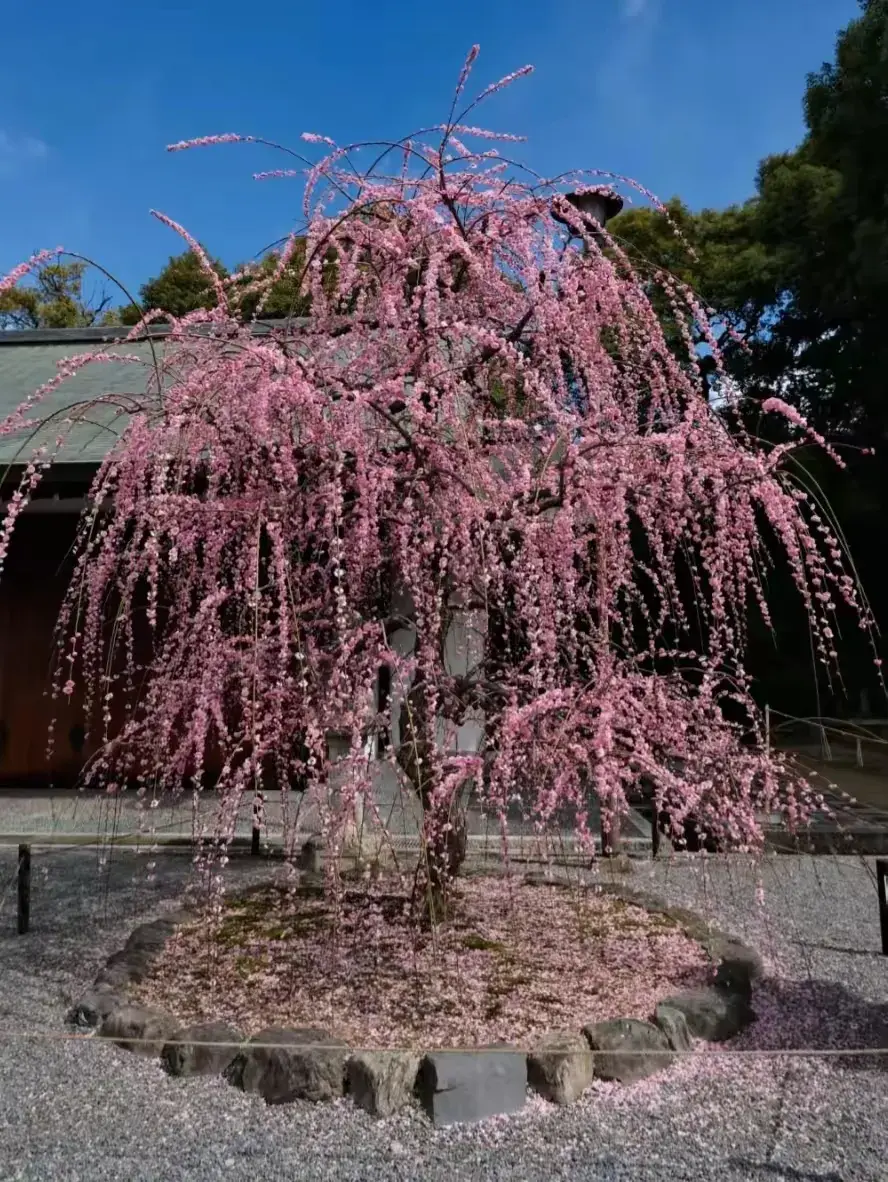 可以养一辈子的10种花，轻松活一百年，养一棵传三代