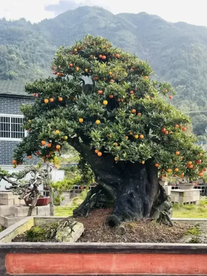 人养花三年，花养人一生，这8种花能养一辈子，没准成“传家宝”