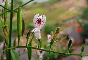 穿心莲是一种什么样的植物