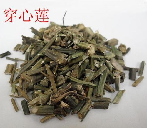 穿心莲是一种什么样的植物