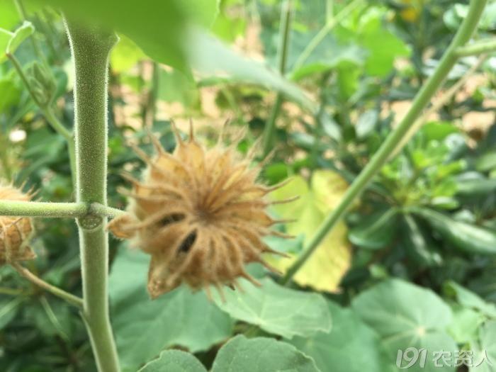 农村这种叫苘饽饽的植物，你吃过吗？