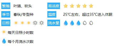 「多肉日记」初恋~浪漫、真心、懵懵懂懂的爱