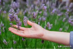 六种关于植物的冷知识，简直太神奇了，看完涨知识了