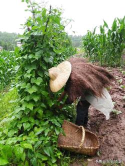 植物打完农药就下雨杀菌杀虫没效果？阴雨天打药建议用这5类农药