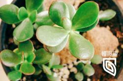 「植培施」燕子掌Crassula portulacea仙人掌、多肉植物栽培手册