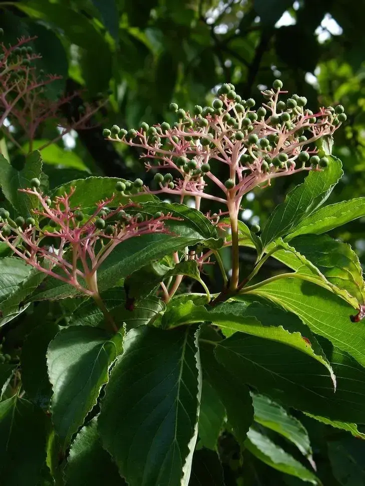 多花的梾木，就是大花四照花，雅称花水木