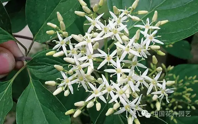 多花的梾木，就是大花四照花，雅称花水木