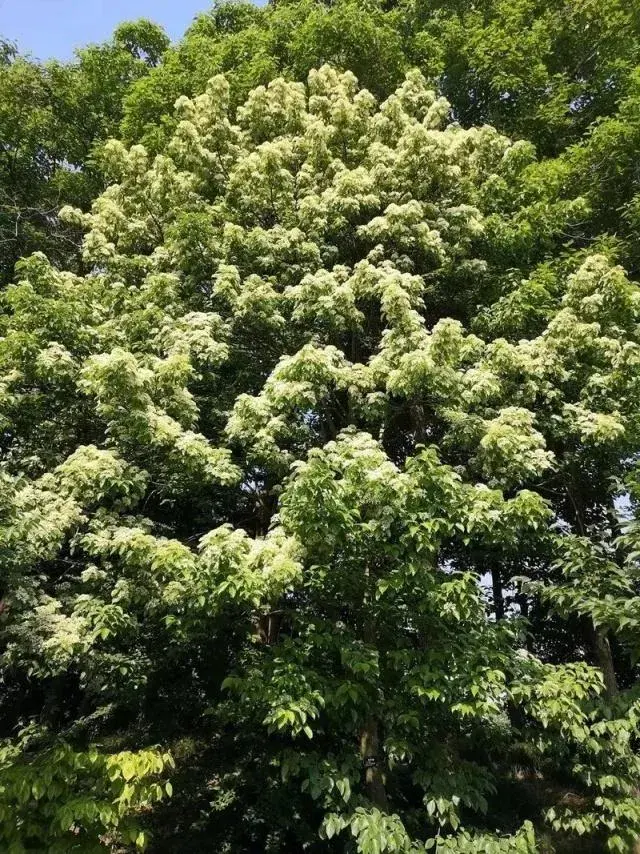 多花的梾木，就是大花四照花，雅称花水木