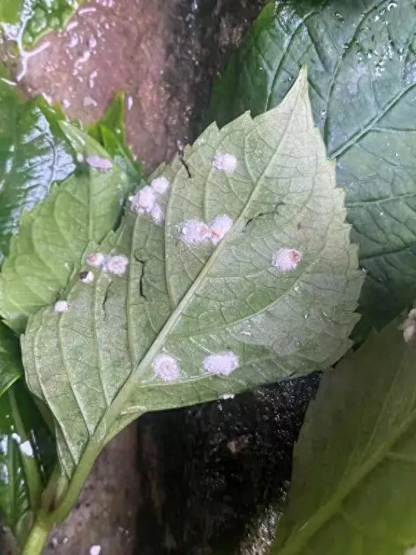 花卉枝叶上出现小白点，赶紧治疗，否则黄叶落叶死翘翘