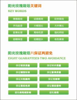 很长很全的阳光玫瑰栽培技术，相信这就是你想找的