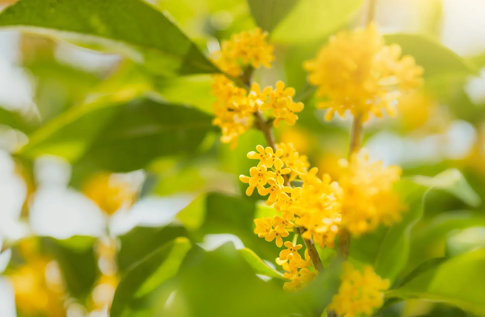 秋意浓情：六种秋季花卉让你的家充满生机