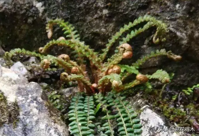 世界上最耐寒的稀有高原蕨类植物：玉龙蕨