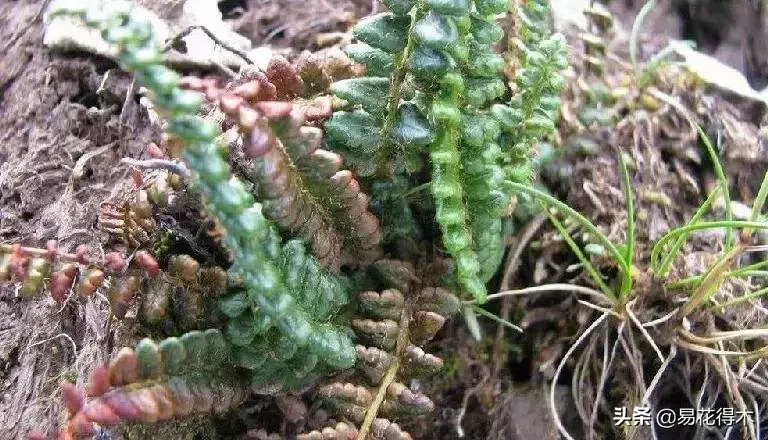 世界上最耐寒的稀有高原蕨类植物：玉龙蕨