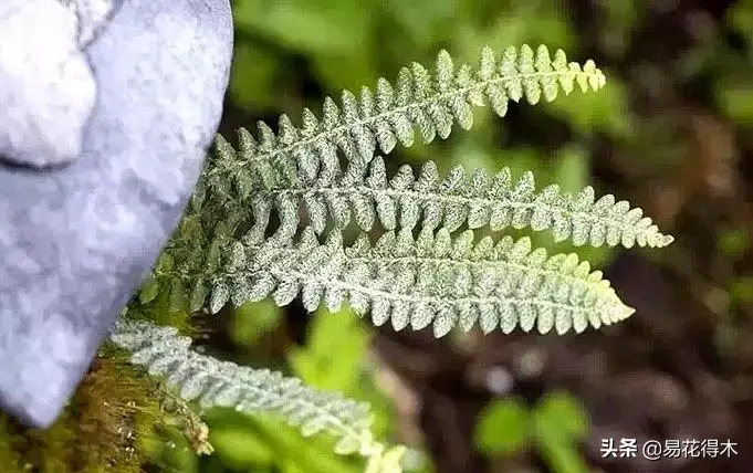 世界上最耐寒的稀有高原蕨类植物：玉龙蕨