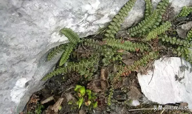 世界上最耐寒的稀有高原蕨类植物：玉龙蕨