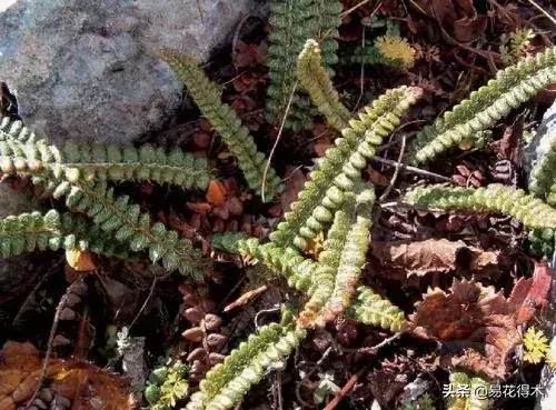 世界上最耐寒的稀有高原蕨类植物：玉龙蕨