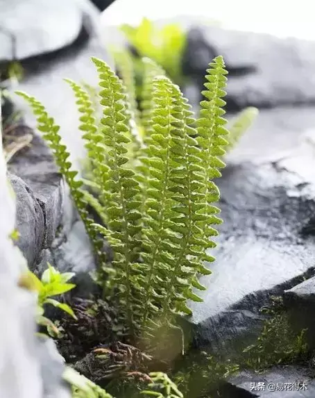 世界上最耐寒的稀有高原蕨类植物：玉龙蕨