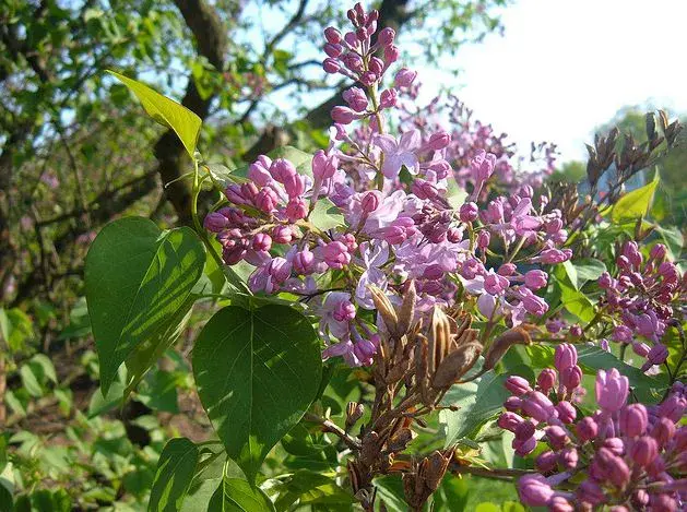 细叶带浮毛，疏花披素艳-紫丁香