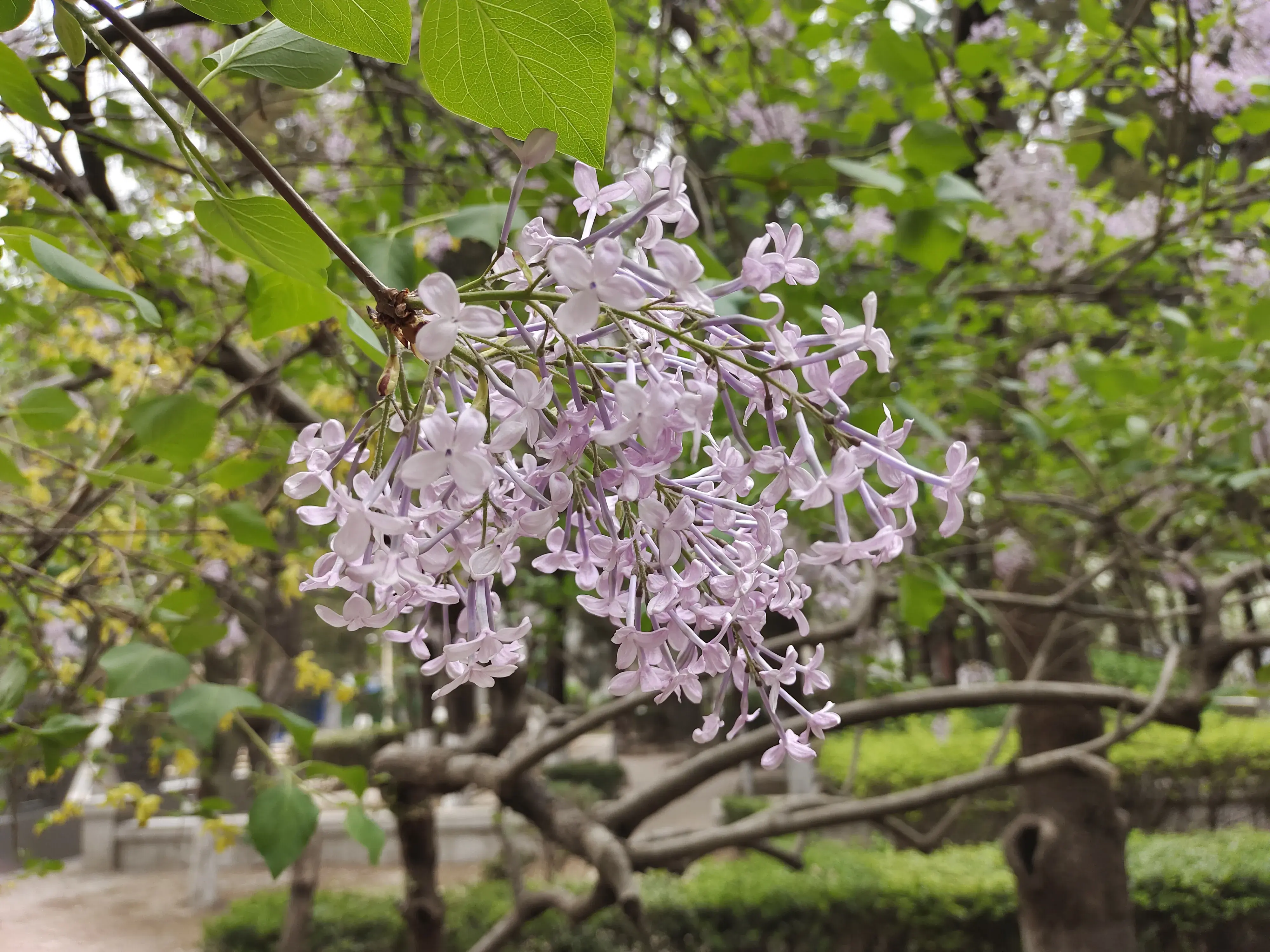 细叶带浮毛，疏花披素艳-紫丁香