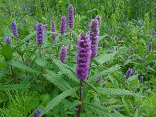 香薷花冠淡紫色，紫花成穗，生于路旁、山坡、荒地