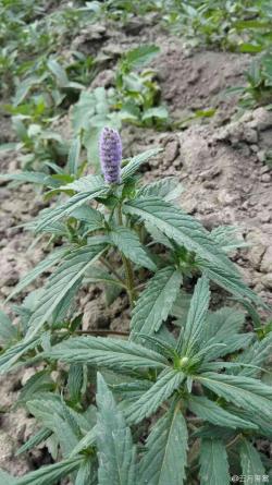 香薷花冠淡紫色，紫花成穗，生于路旁、山坡、荒地