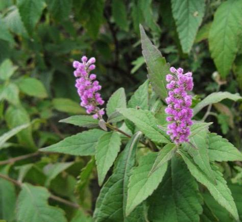 香薷花冠淡紫色，紫花成穗，生于路旁、山坡、荒地