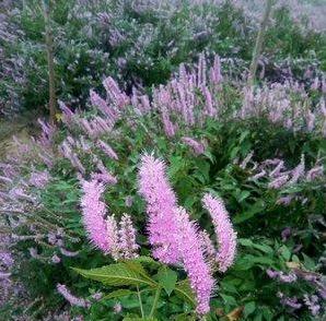 香薷花冠淡紫色，紫花成穗，生于路旁、山坡、荒地