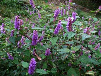 香薷花冠淡紫色，紫花成穗，生于路旁、山坡、荒地