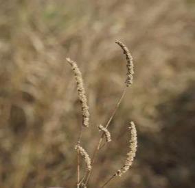 香薷花冠淡紫色，紫花成穗，生于路旁、山坡、荒地