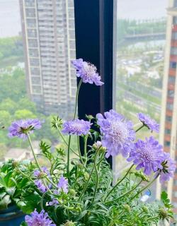 蓝紫色系植物的“天花板”，“颜值”高，耐寒，一年可开花九个月