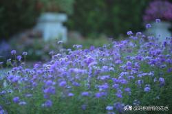 花园最优秀的围边植物，维护简单花期超长 - 园丁