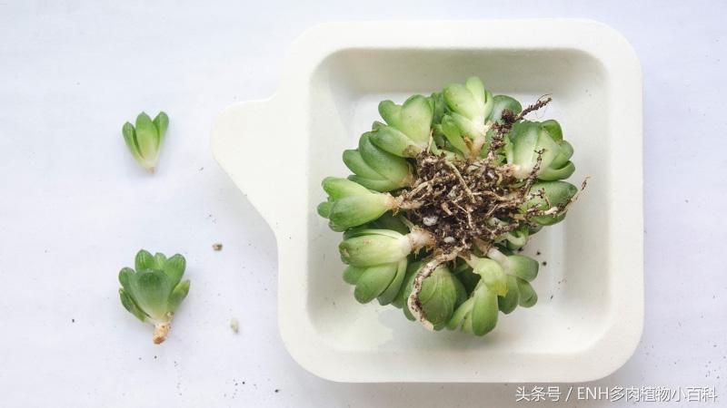 爆盆的群生多肉草玉露，怎么换盆、分株繁殖才能长得更美？