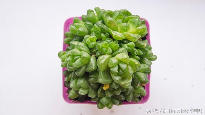 爆盆的群生多肉草玉露，怎么换盆、分株繁殖才能长得更美？