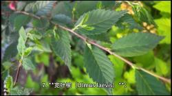 世界上十个最高大的植物：红杉、珠梅树、沙漠公主