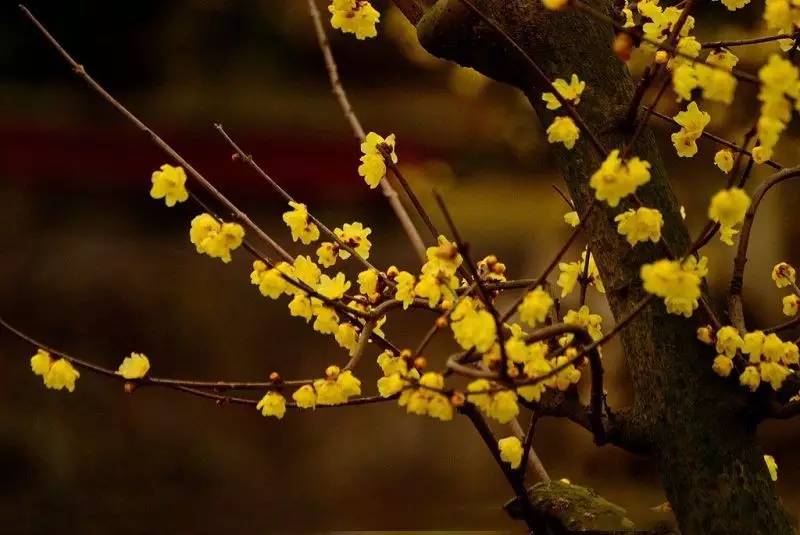 冬季耐寒庭院植物，露地养着也能随便越冬