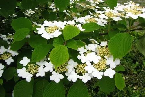 冬季耐寒庭院植物，露地养着也能随便越冬