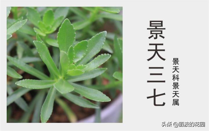 「景天三七」又名养心菜叶色翠绿，开星形小花，可以观赏又可以吃