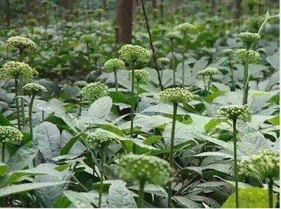 三七花为三七的花，生于山坡、丛林下，花小，黄绿色