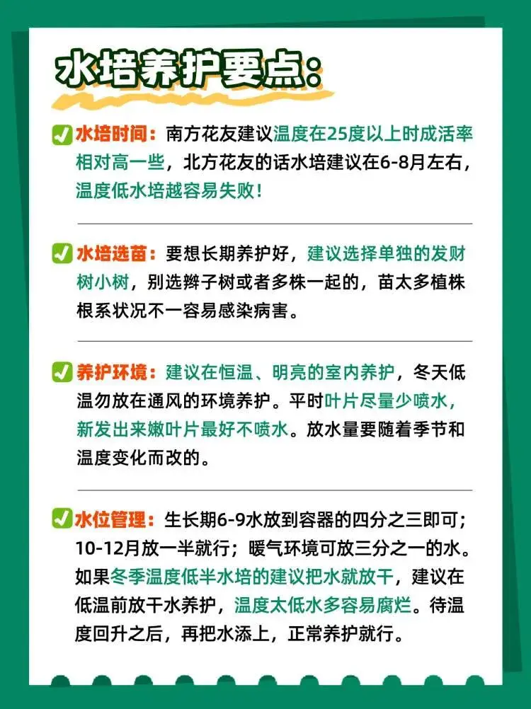 发财树四季水培及常见问题解答