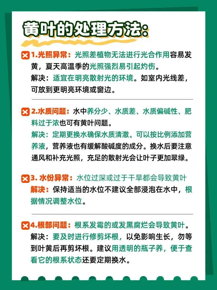 发财树四季水培及常见问题解答