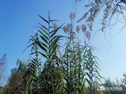 教你分清芦竹、芦苇、芒和荻