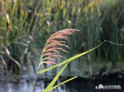 芦竹、芦苇、芒和荻的区别