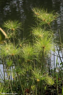 中药材水莎草