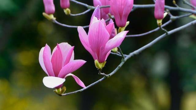 自然界中有些植物的“花序”为什么不尽相同，其中有什么秘密？