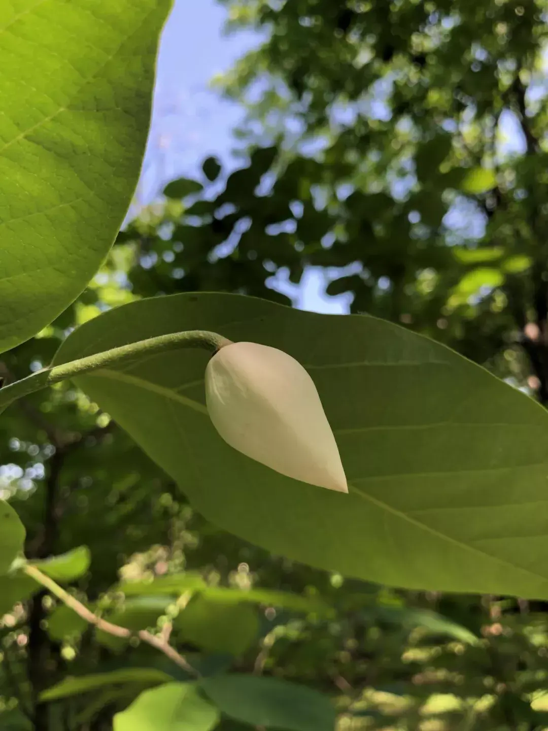 “植物活化石”和“最美花灌木”，辽宁地区的两个重点保护物种你认识吗？