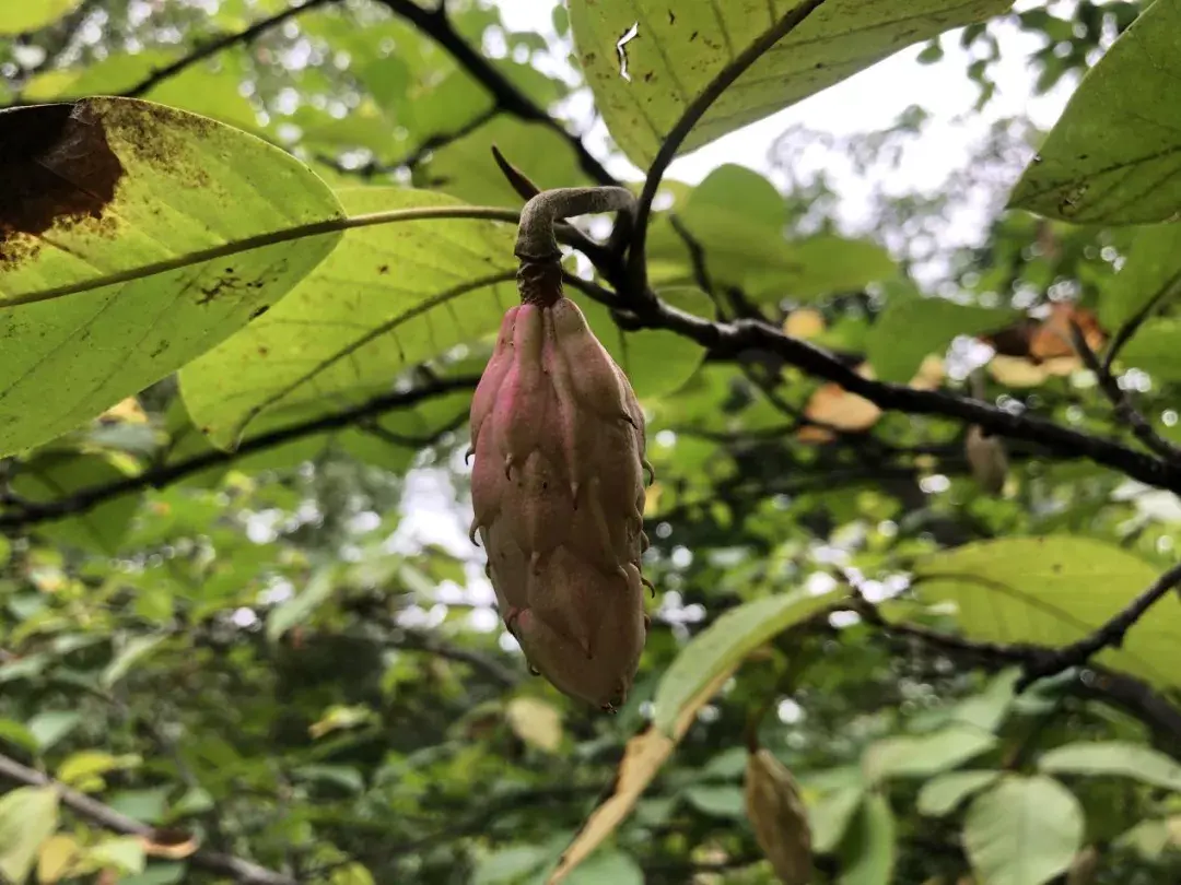 “植物活化石”和“最美花灌木”，辽宁地区的两个重点保护物种你认识吗？