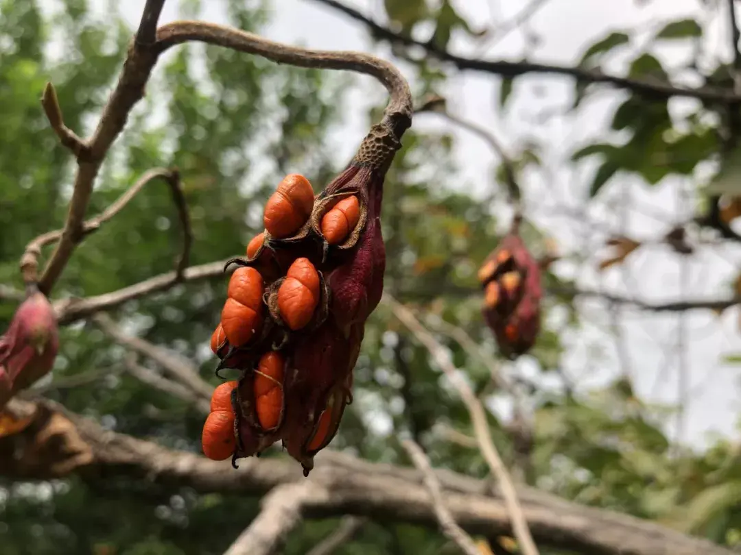 “植物活化石”和“最美花灌木”，辽宁地区的两个重点保护物种你认识吗？