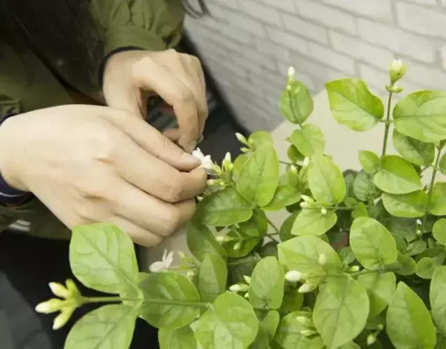 这几种花摆在屋内太有效，净化空气还能驱虫！