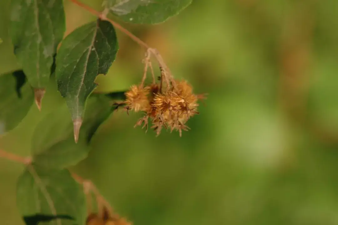 “植物活化石”和“最美花灌木”，辽宁地区的两个重点保护物种你认识吗？